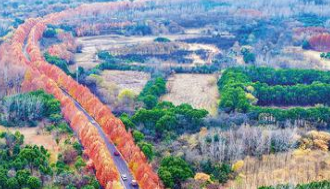 层林尽染枫林路