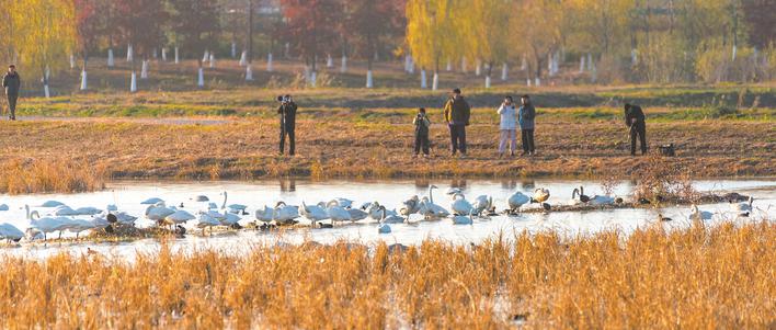 众多观鸟爱好者打卡巢湖十八联圩湿地